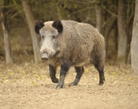 Picture of Wild boar