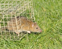 Picture of wild brown rat (rattus norvegicus)