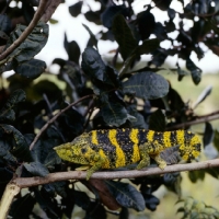 Picture of wild chameleon, green and yellow in this photograph