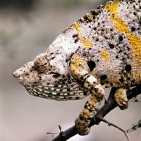 Picture of wild chameleon, yellow and grey in this photograph