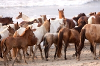 Picture of wild Chincoteague ponies