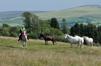Picture of wild dartmoor horses watching an endurance rider go past