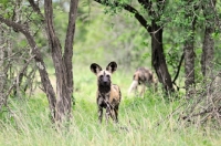 Picture of Wild dog in Africa