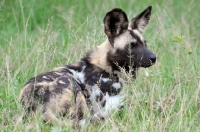 Picture of Wild Dog lying in grass