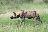 Picture of Wild dogs