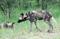 Picture of Wild dogs