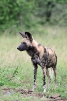 Picture of Wild Dog