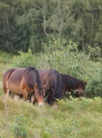 Picture of wild Exmoor ponies grazing together