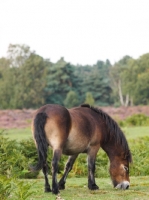 Picture of wild Exmoor pony grazing