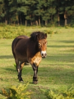 Picture of wild Exmoor pony walking on grass