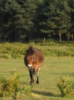 Picture of wild Exmoor pony walking