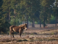 Picture of wild Exmoor Pony