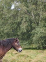 Picture of wild Exmoor pony