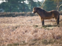Picture of wild Exmoor Pony
