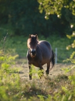 Picture of wild Exmoor pony