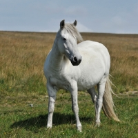 Picture of wild horse on dartmoor