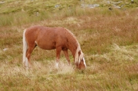 Picture of Wild living Welsh Mountain Pony in Llanllechid Mountains