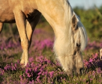 Picture of wild pony from the new forest