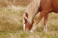 Picture of wild welsh mountain pony grazing in Llanllechid Mountains, Wales