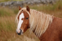 Picture of wild welsh mountain pony in Llanllechid Mountains, Wales