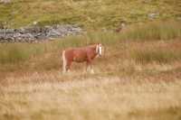 Picture of wild welsh mountain pony in Llanllechid Mountains, Wales