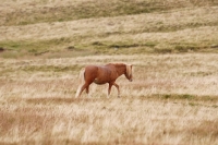 Picture of wild welsh mountain pony in Llanllechid Mountains, Wales