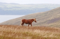 Picture of wild welsh mountain pony walking in Llanllechid Mountains, Wales