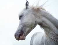 Picture of wild white Welsh Pony 