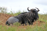 Picture of Wildebeast lying down