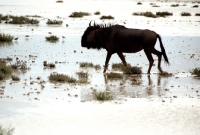 Picture of Wildebeast walking in water