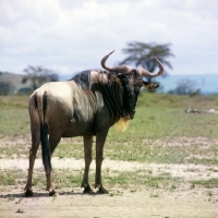 Picture of wildebeest in amboseli national park