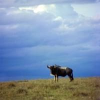 Picture of wildebeest in nairobi np