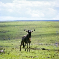 Picture of wildebeest on grass in nairobi np