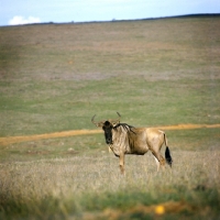 Picture of wildebeest on his own in nairobi np
