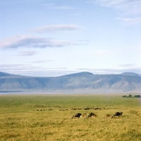 Picture of wildebeest with young in ngoro ngoro crater