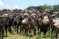 Picture of wildebeests in the masai mara