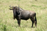 Picture of wildebeests looking at camera
