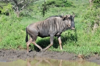 Picture of Wildebeest