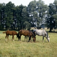 Picture of Wilka, mare with foal, Hanoverians grazing 