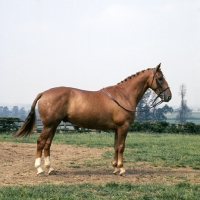 Picture of William Tell, heavy weight Hunter show pose side view 