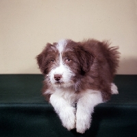 Picture of Willison's barrapol at 3 months bearded collie puppy lying