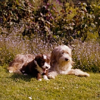 Picture of willison's bearded collie and puppy lying and sitting on grass