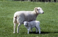 Picture of wiltshire horn ewe and lamb at norwood farm 