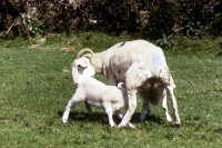 Picture of wiltshire horn lamb drinking milk