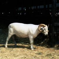 Picture of wiltshire horn sheep side view