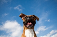 Picture of wind blowing in a Boxers ears