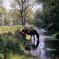 Picture of windfall of shilstone rocks, dartmoor mare with her foal  drinking from river webburn on dartmoor