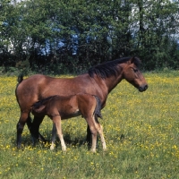 Picture of windfall of shilstone rocks, dartmoor mare with foal, by TB hookey boy, suckling  