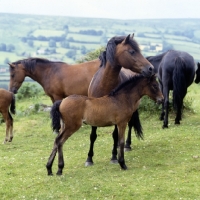 Picture of windfall of shilstone rocks, dartmoor mare standing over her foal in group on the moor