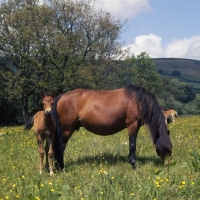 Picture of windfall of shilstone rocks dartmoor mare and foal  near Widecome